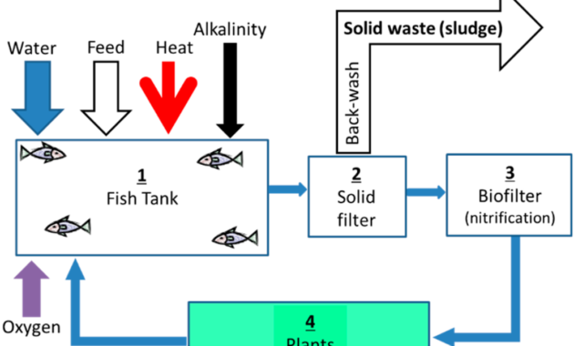 Aquaponics Cycle Diagram Aquaponic Inside Aquaponics Business Plan Templates