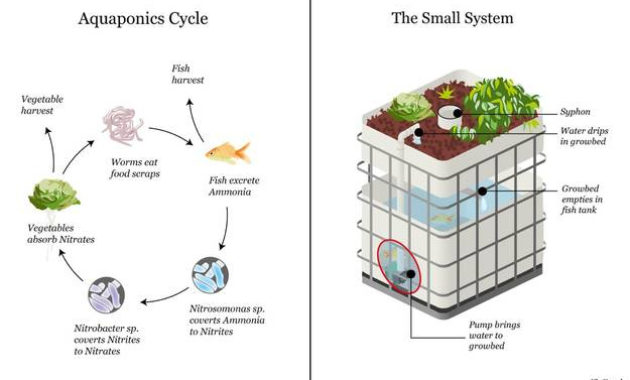 Aquaponics Teslas For Sustainable Society In Aquaponics Business Plan Templates