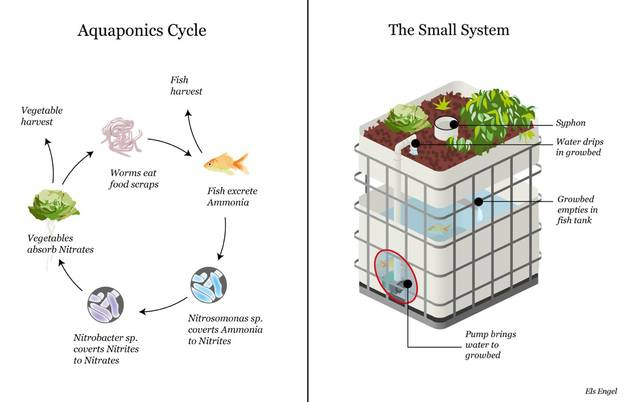 Aquaponics Teslas For Sustainable Society In Aquaponics Business Plan Templates